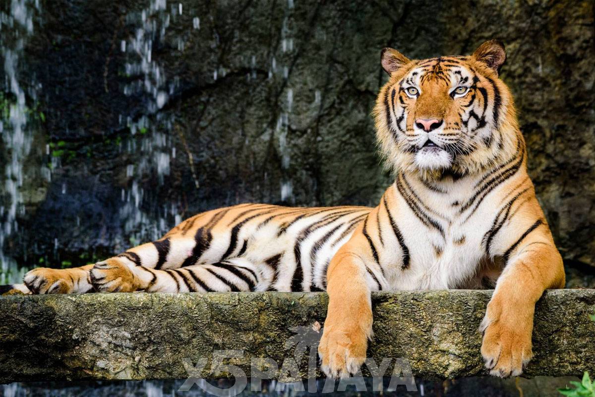  Khao Kheow Open Zoo