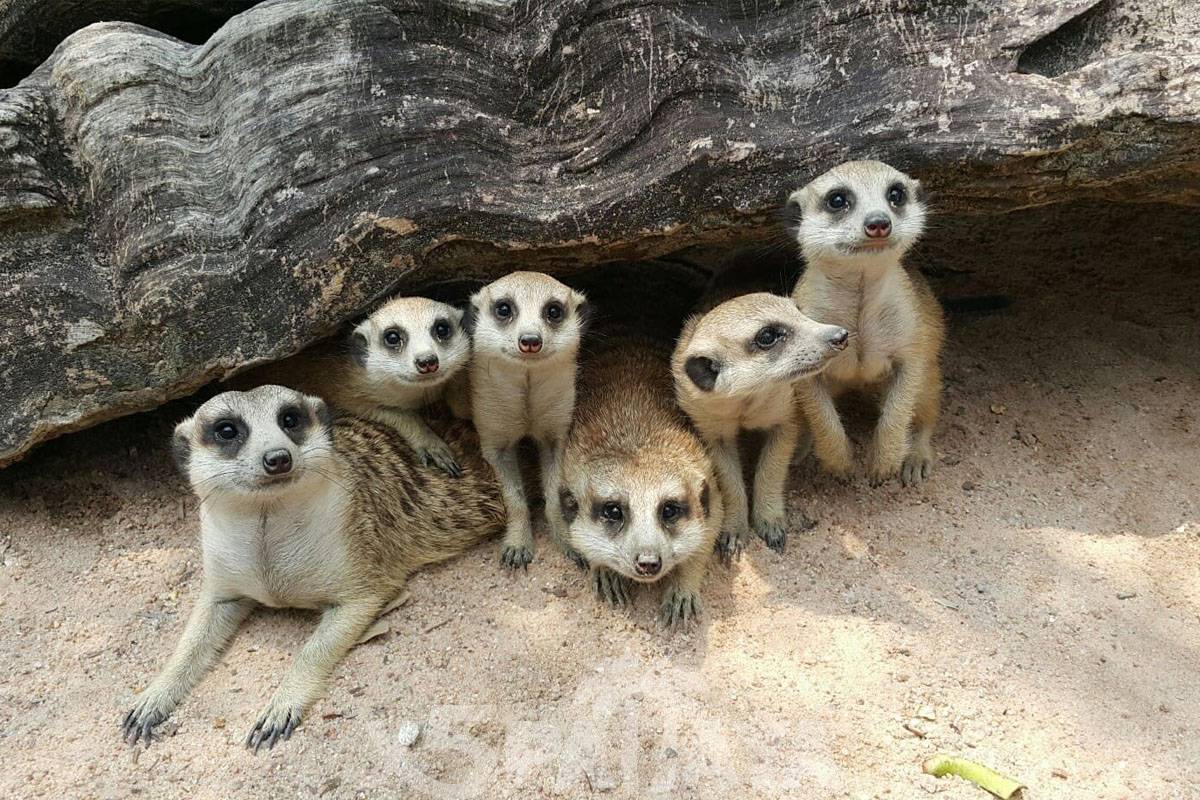  Khao Kheow Open Zoo