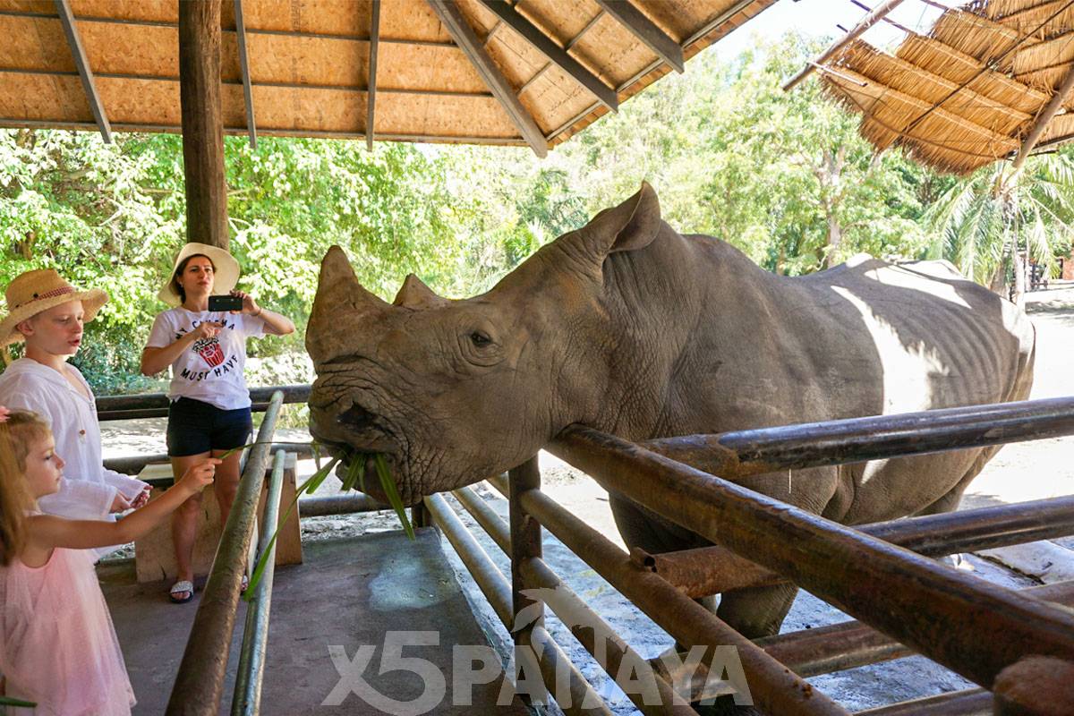  Khao Kheow Open Zoo