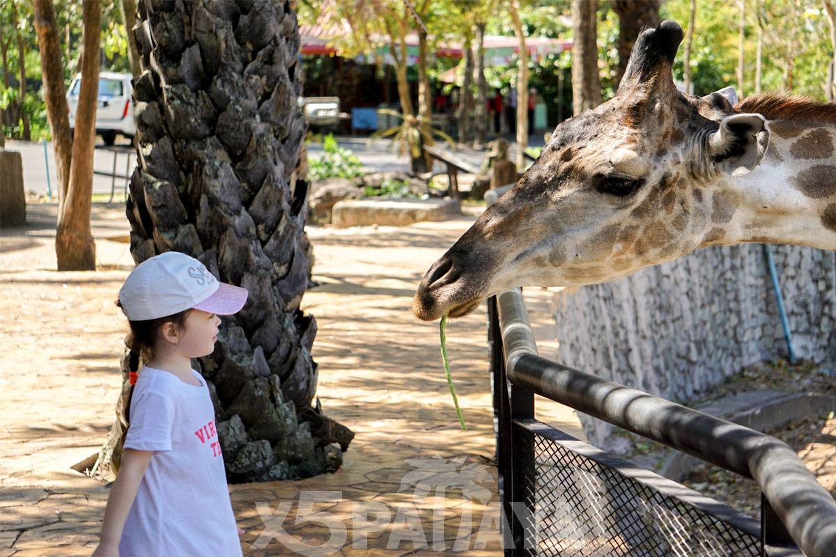  Khao Kheow Open Zoo
