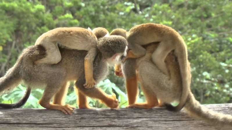 Bayahibe'den: Yarım Gün Monkeyland Safari
