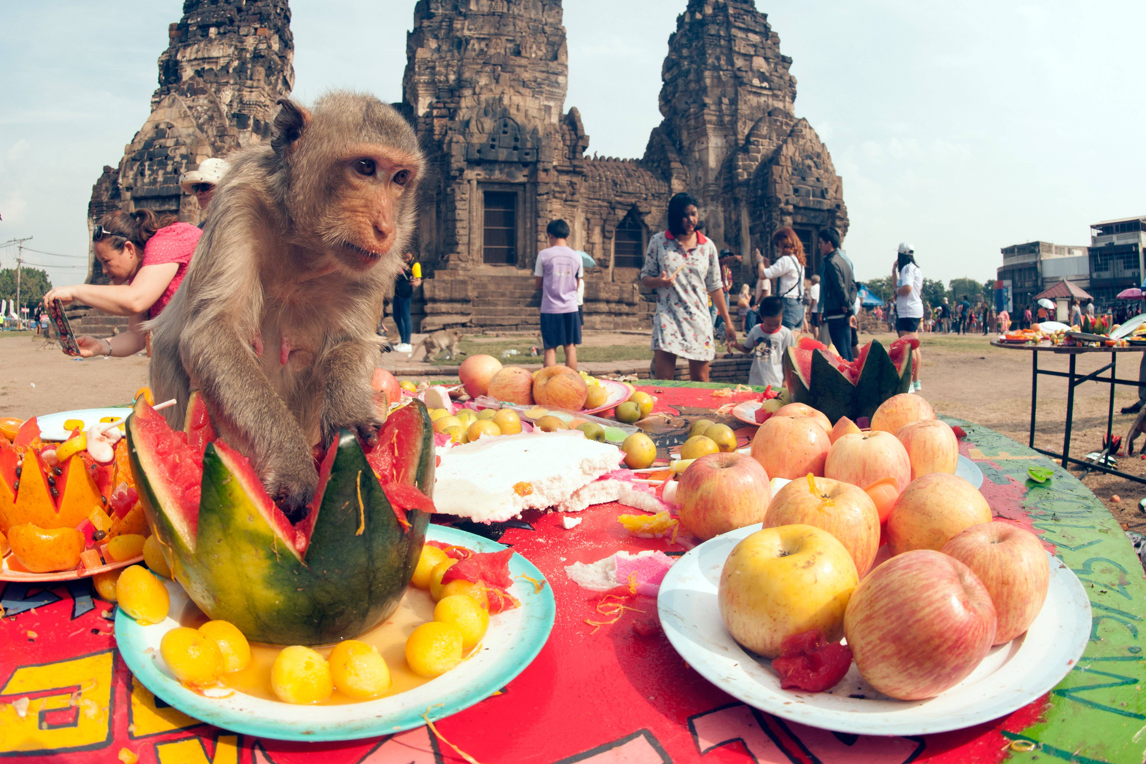 Bangkok: Private Car Hire to Lopburi the Monkey City