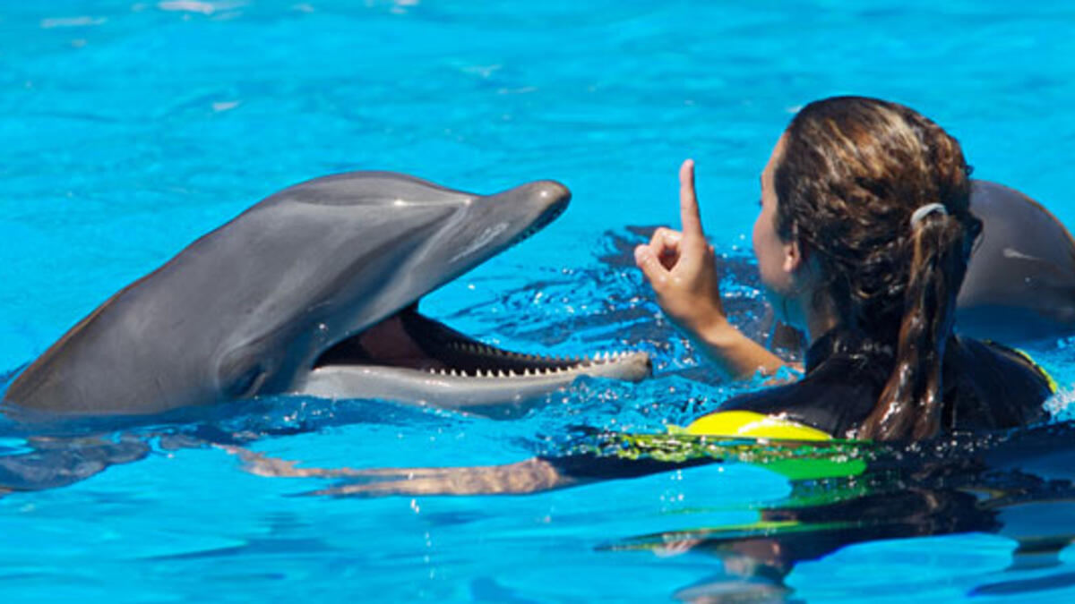 Плавание с дельфинами в Кемере 