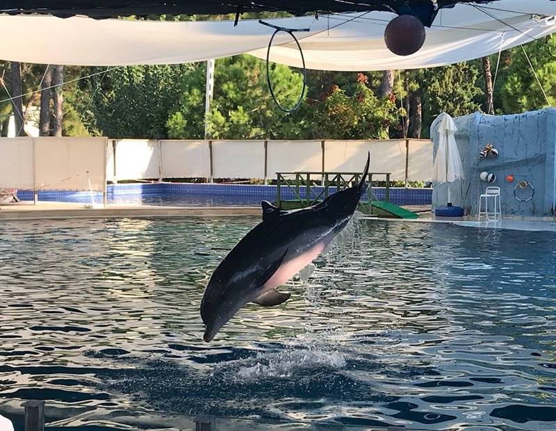 Dolphins SHOW Kemer