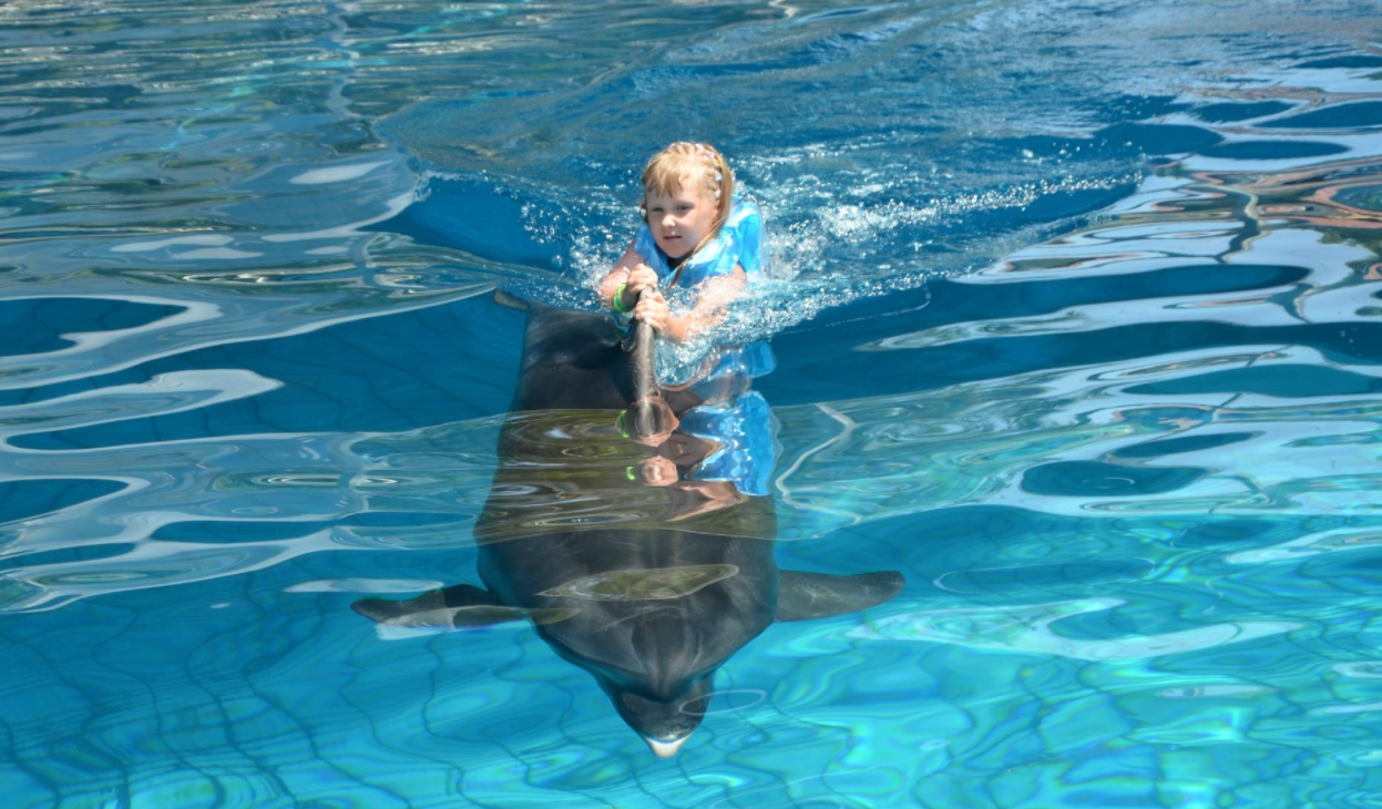  Swimming with dolphins in Kemer